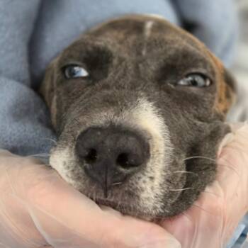 Rampage -  Mixed Breed Dog for Adoption in Charleston, West Virginia - Rampage | PetCurious