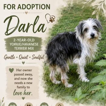 Darla -  Yorkshire Terrier and Havanese Dog for Adoption in Pleasant Valley, New York - Darla | PetCurious