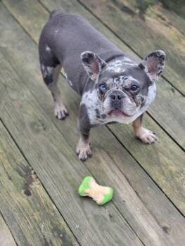 French Bulldog Dogs Available for Adoption in Cuyahoga Falls, Ohio - Greta | PetCurious