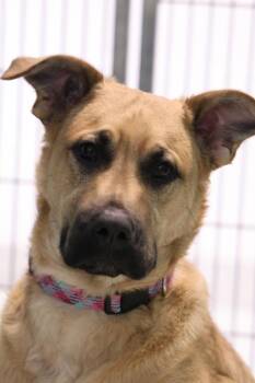 Mixed Breed Dogs Available for Adoption in Winnipeg, Manitoba - Theodore | PetCurious