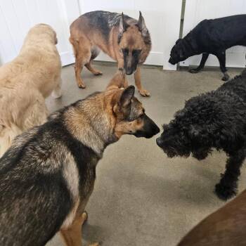River -  German Shepherd Dog Dog for Adoption in Nampa, Idaho - River | PetCurious