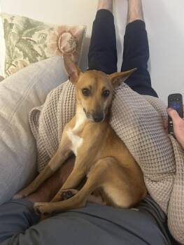 Rescue Miniature Pinscher Dogs for Adoption in North Charleston, South Carolina - Enzo | PetCurious