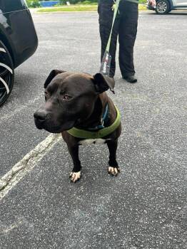 Pit Bull Terrier and Staffordshire Bull Terrier Dogs Available for Adoption in Holly Springs, North Carolina - Bubba | PetCurious