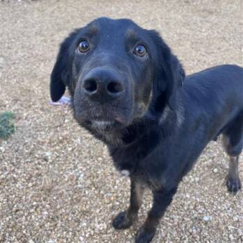 Applesauce -  Mixed Breed Dog for Adoption in Bentonville, Arkansas - Applesauce | PetCurious