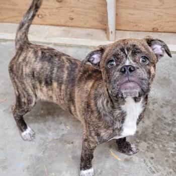 Boxer and Mixed Breed Dogs Available for Adoption - Reeses PB Cup | PetCurious
