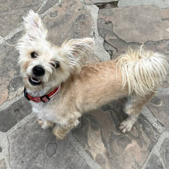 Rescue Terrier and Mixed Breed Dogs for Adoption in Nowata, Oklahoma - Gucci | PetCurious