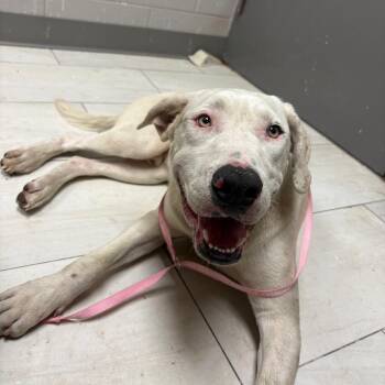 Golden -  Mixed Breed Dog for Adoption in Lufkin, Texas - Golden | PetCurious