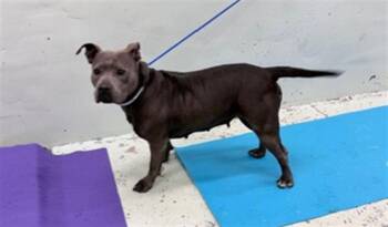 American Staffordshire Terrier and Mixed Breed Dogs Available for Adoption in Houston, Texas - ELIZABETH | PetCurious