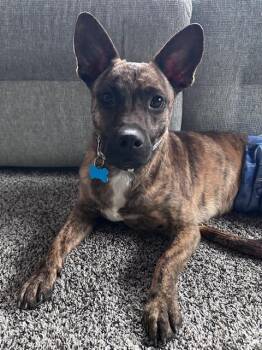 Terrier Dogs Available for Adoption - Baxter | PetCurious