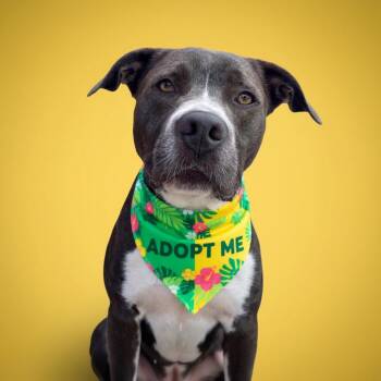 CHUCK-IS URGENT AND OUT OF TIME -  Pit Bull Terrier Dog for Adoption in Redondo Beach, California - CHUCK-IS URGENT AND OUT OF TIME | PetCurious