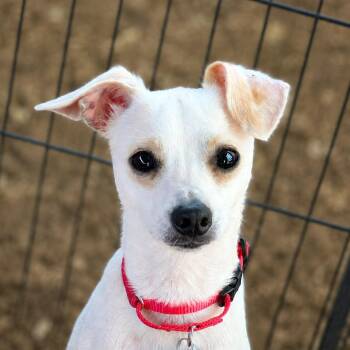 Mork -  Chihuahua and Mixed Breed Dog for Adoption in Boerne, Texas - Mork | PetCurious