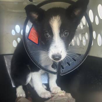 Border Collie and Mixed Breed Dogs Available for Adoption - FRECKLES | PetCurious