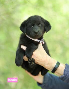 Border Collie Dogs Available for Adoption in Semmes, Alabama - Koala | PetCurious