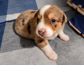 Tango Yoyo -  Australian Shepherd Dog for Adoption in Andover, Massachusetts - Tango Yoyo | PetCurious