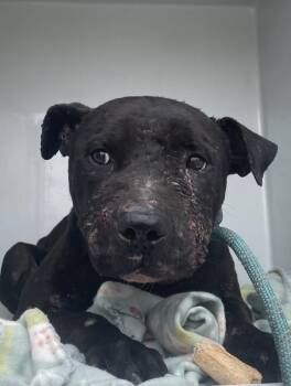 Pit Bull Terrier Dogs Available for Adoption - Casey Affleck | PetCurious