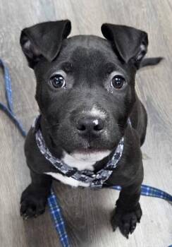 Lola -  Pit Bull Terrier Dog Available for Adoption in Oxford, Michigan - Lola | PetCurious