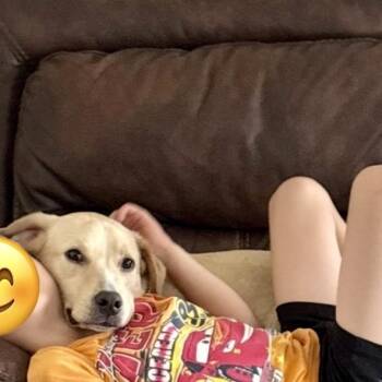 Beau Boy -  Yellow Labrador Retriever Dog for Adoption in New Orleans, Louisiana - Beau Boy | PetCurious