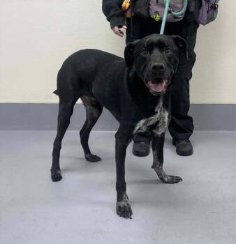 Rescue Labrador Retriever and Mixed Breed Dogs for Adoption in Louisville, Kentucky - 10-4 GOOD BUDDY | PetCurious