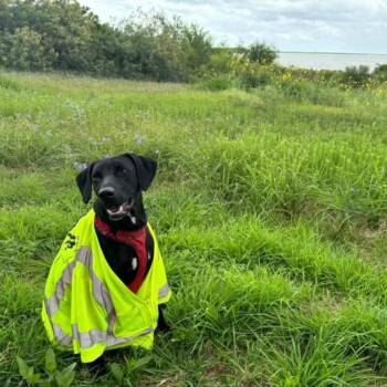 Rescue Black Labrador Retriever Dogs for Adoption in Seguin, Texas - Gizzard | PetCurious
