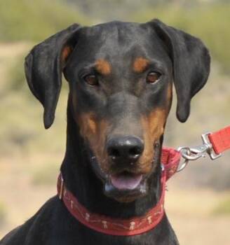 Lara -  Doberman Pinscher Dog for Adoption in Tehachapi, California - Lara | PetCurious