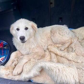 Nita -  Great Pyrenees Dog for Adoption in Edmonton, Alberta - Nita | PetCurious