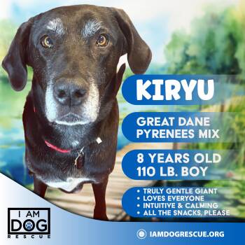 Kiryu -  Great Dane and Great Pyrenees Dog for Adoption in Cross Roads, Texas - Kiryu | PetCurious