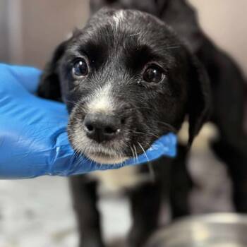 Rescue Mixed Breed Dogs for Adoption in New York, New York - Gretel (p) | PetCurious