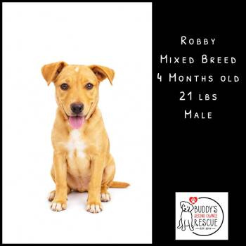 Robby -  Mixed Breed Dog for Adoption - Robby | PetCurious