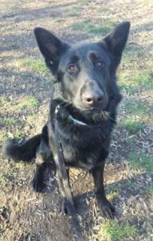 German Shepherd Dog Dogs Available for Adoption - Thorn | PetCurious