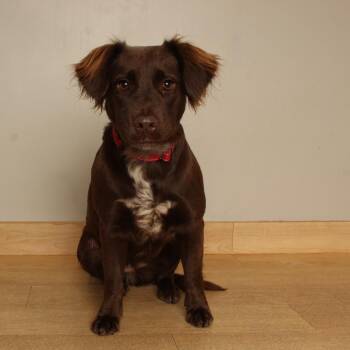 Bubbles D71310 -  Catahoula Leopard Dog and Border Collie Dog for Adoption in Minnetonka, Minnesota - Bubbles D71310 | PetCurious