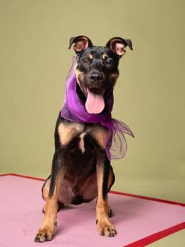 Tippy Tappy -  Mixed Breed Dog for Adoption in Atlanta, Georgia - Tippy Tappy | PetCurious