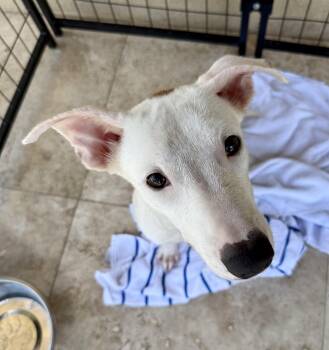 TOT Sweet Puppy -  Greyhound Dog for Adoption in Boca Raton, Florida - TOT Sweet Puppy | PetCurious