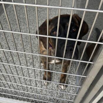 Mastiff and Bullmastiff Dogs Available for Adoption - Sunny | PetCurious