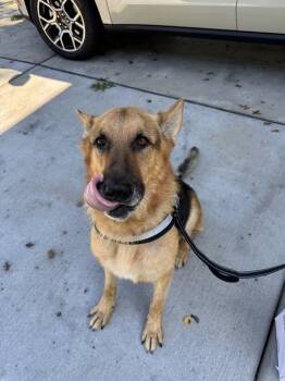 Rescue German Shepherd Dog Dogs for Adoption in Franklin, New Jersey - SJ | PetCurious