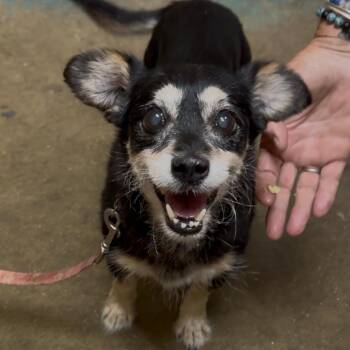 Taffie DI 1 -  Mixed Breed Dog for Adoption in Union, Missouri - Taffie DI 1 | PetCurious