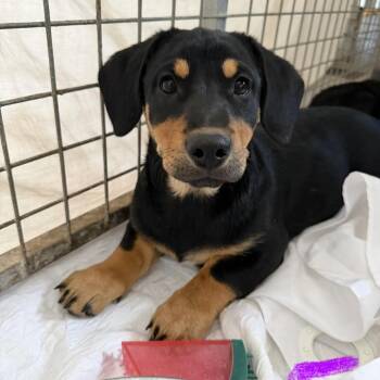 Crab Rangoon -  Mixed Breed Dog for Adoption in Moab, Utah - Crab Rangoon | PetCurious