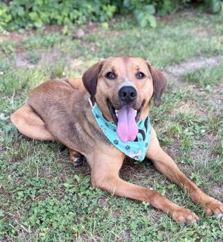 Fred -  Hound Dog for Adoption in Hazlet, New Jersey - Fred | PetCurious