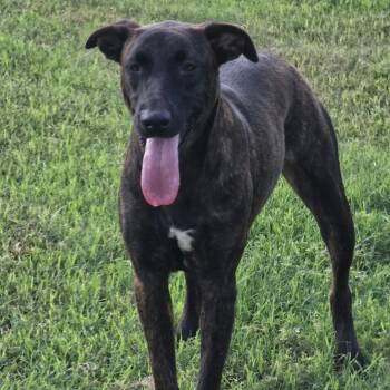 Bebe JuM -  German Shepherd Dog and Pit Bull Terrier Dog for Adoption in Austin, Texas - Bebe JuM | PetCurious