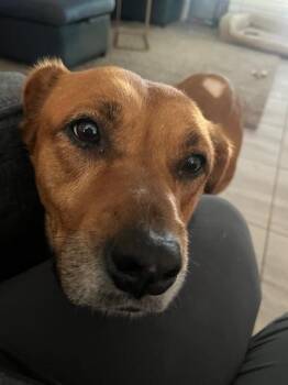 Black Mouth Cur and Terrier Dogs Available for Adoption in Willingboro, New Jersey - Holly | PetCurious