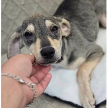 Iris -  Chihuahua and Mixed Breed Dog for Adoption in Tacoma, Washington - Iris | PetCurious