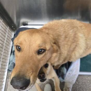 Nicolas Cage -  Shepherd and Mixed Breed Dog for Adoption in Kanab, Utah - Nicolas Cage | PetCurious