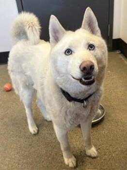 Ghostie -  Siberian Husky Dog for Adoption in Cleveland, Ohio - Ghostie | PetCurious