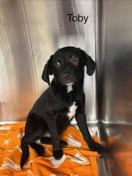 Labrador Retriever Dogs Available for Adoption - Toby | PetCurious