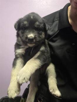 German Shepherd Dog and Mixed Breed Dogs Available for Adoption in El Paso, Texas - 60768663 | PetCurious