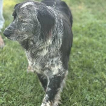 Australian Shepherd Dogs Available for Adoption in Maynardville, Tennessee - Rusty | PetCurious