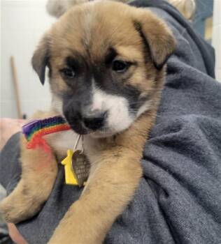 Australian Shepherd and Shiba Inu Dogs Available for Adoption in St. Louis, Missouri - BAKED POTATO | PetCurious