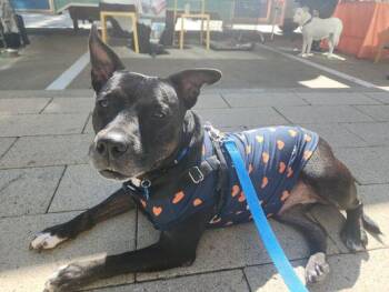 Pit Bull Terrier Dogs Available for Adoption - Lemon **Courtesy Post. Out Of Town Pet. See Below For Details** | PetCurious