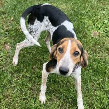 Trick -  Mixed Breed Dog for Adoption in Dubuque, Iowa - Trick | PetCurious