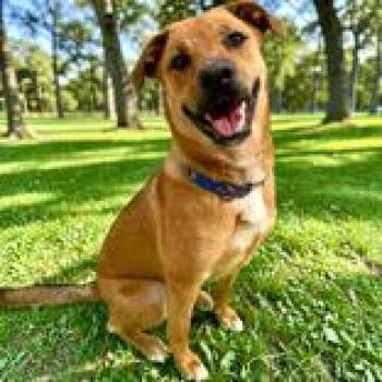 Whitney *Coming Soon* -  Mixed Breed Dog for Adoption in Dover, New Hampshire - Whitney *Coming Soon* | PetCurious