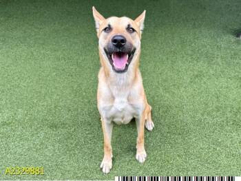 Mixed Breed Dogs Available for Adoption - DOUGLAS | PetCurious